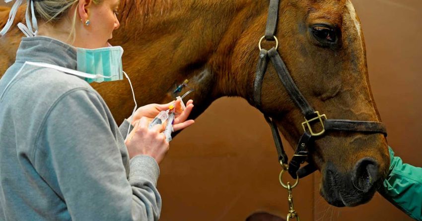 Estudios clínicos Veterinarios